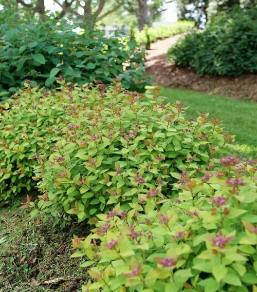 Spiraea Double Play Dolly 3G