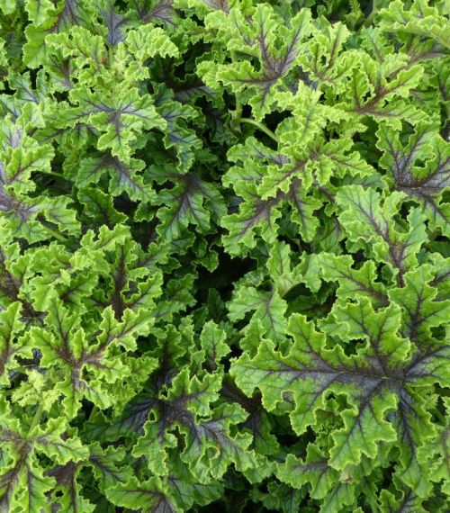 Geranium Oakleaf 1G