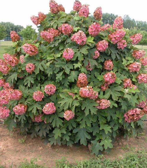 Hydrangea Queen of Hearts 3G