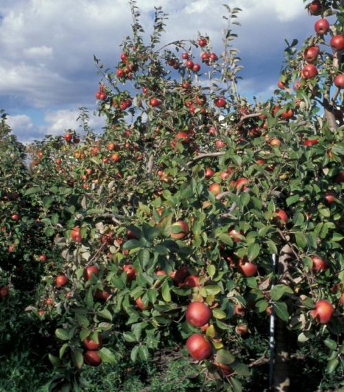 Apple 7g Snowsweet