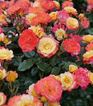 Rose Oso Easy En Fuego 2G