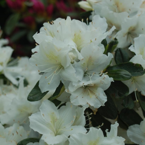 Azalea Delaware Valley White 2G