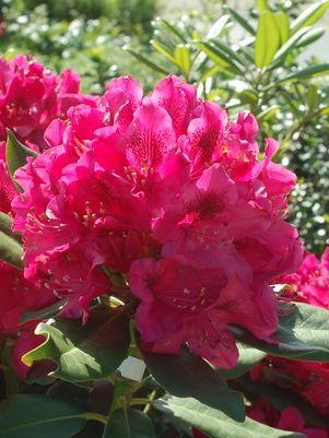 Rhododendron Nova Zembla 3G