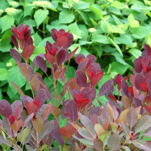 Smoke Bush Purple 3G