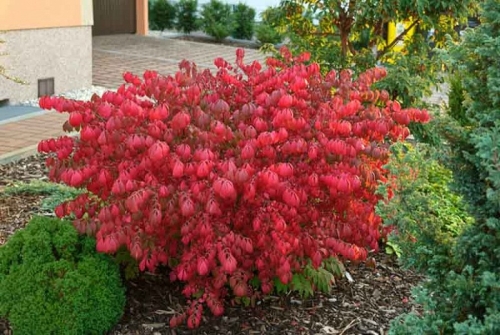 Burning Bush Compactus 3G