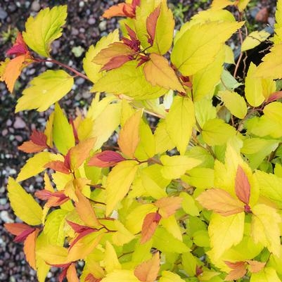 Spiraea Goldflame 3G