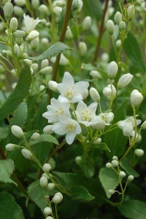 Deutzia Gracilis Nikko 2G