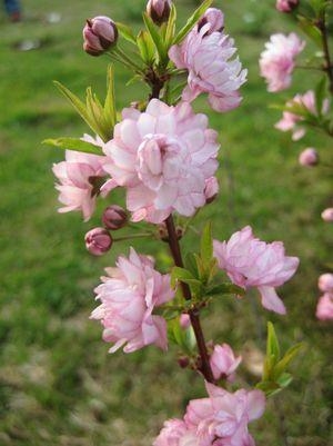 Flowering Almond Rosea 3G