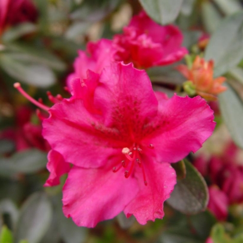 Azalea Girards Fuchsia 2G