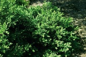 Boxwood Green Velvet 3G