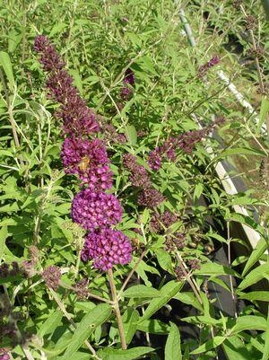 Butterfly Bush Buddleia Black Knight 3G