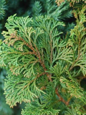 Cypress Gracilis 2G