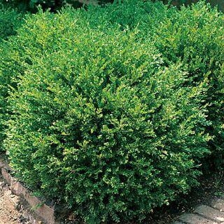 Boxwood Green Gem 3G