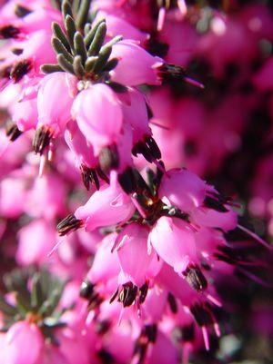 Winter Heath Erica 1G