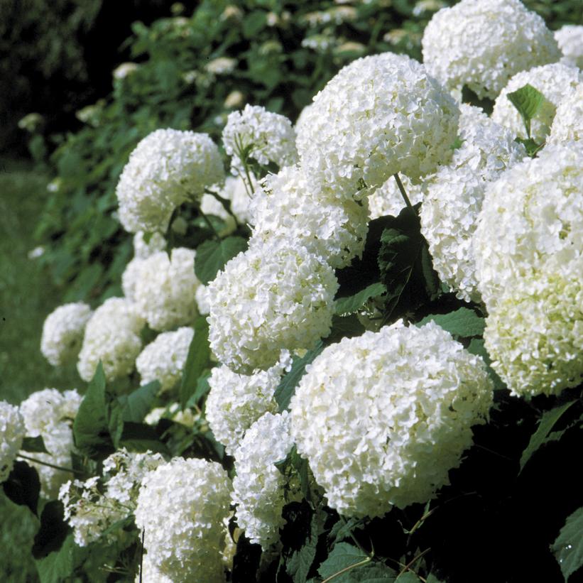 Hydrangea Arborescens Annabelle 3G