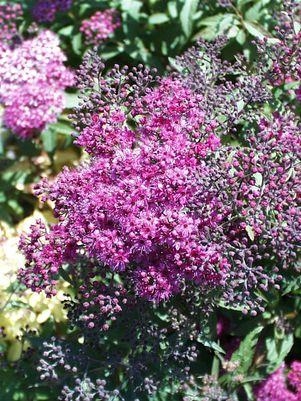 Spiraea Anthony Waterer 3G