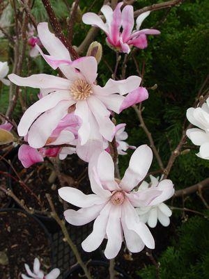 Magnolia Leonard Messel 3G