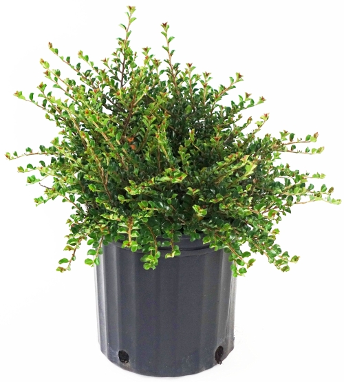 Cotoneaster Little Gem 2G