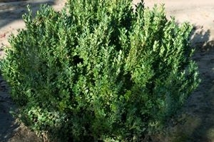 Boxwood Green Mountain 3G