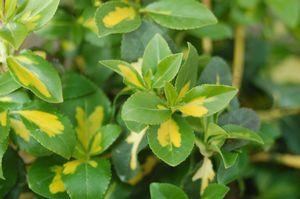 Burning Bush Euonymus Moonshadow 2G