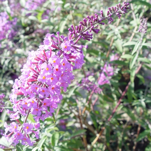 Butterfly Bush Buddleia Nanho Blue 3G