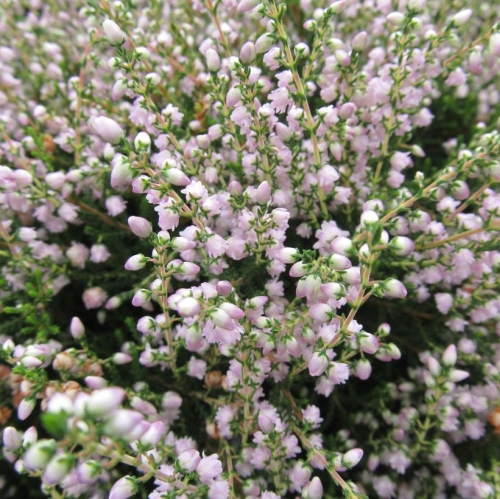 Calluna Heather County Wicklow 2G