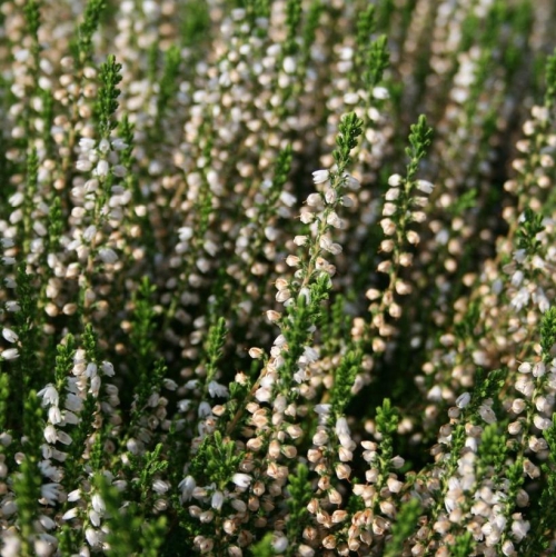 Calluna Heather Maires 1G