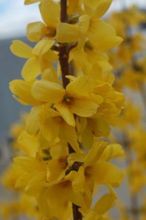 Forsythia Lynwood 3G