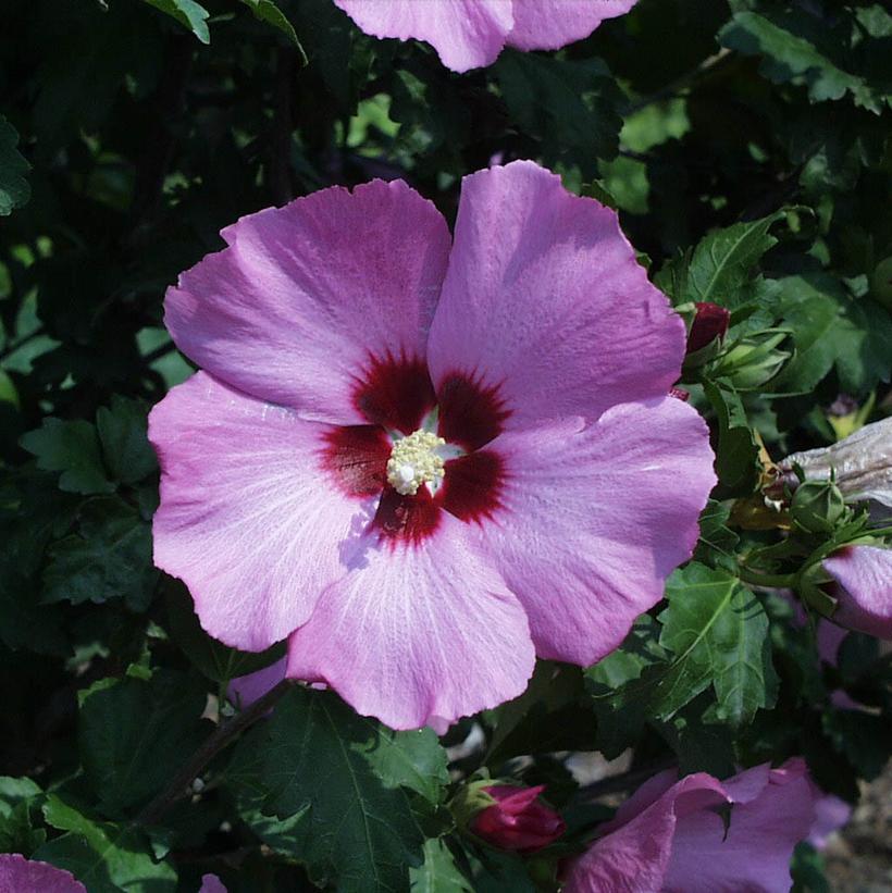 Rose Of Sharon Hibiscus Aphrodite 3G