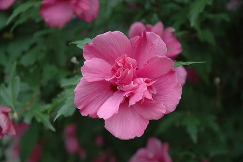 Rose Of Sharon Hibiscus Lucy 3G