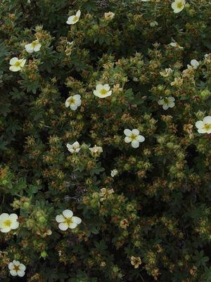 Potentilla Abbottswood 3G