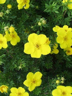 Potentilla Gold Finger 3G