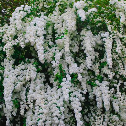 Spiraea Snowmound 3G