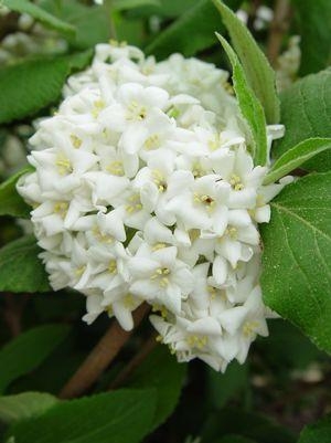 Viburnum Mariesii 3G