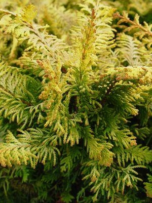 Cypress Fernspray Gold 2G