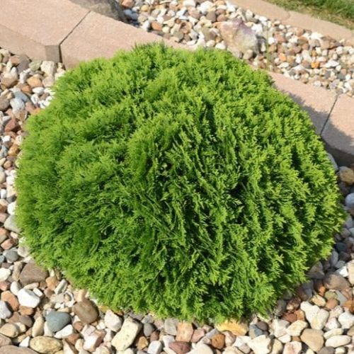 Arborvitae Hetz Midget 3G