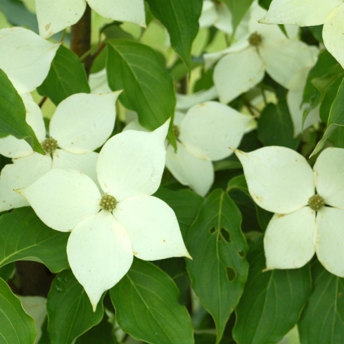 Dogwood Milky Way 3G