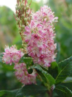 Clethra Ruby Spice 3G