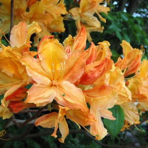 Azalea Mandarin Lights 3G