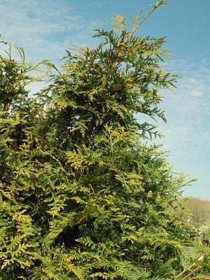 Arborvitae Green Giant 2G