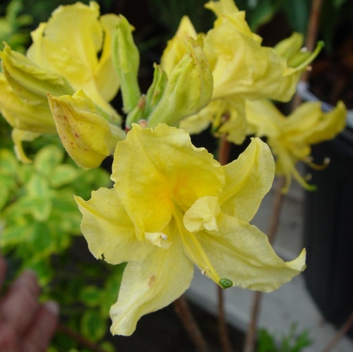 Azalea Lemon Lights 3G