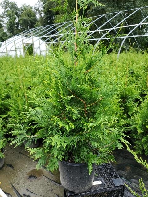 Arborvitae Green Giant 3G