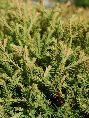 Arborvitae Mr Bowling Ball 2G