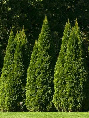 Arborvitae Emerald Green 10G