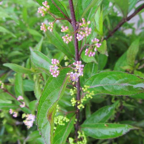 Beautyberry Callicarpa Early Amethyst 3G