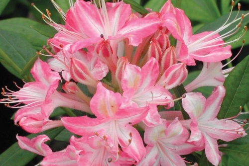 Azalea Viscosum Ribbon Candy 2G