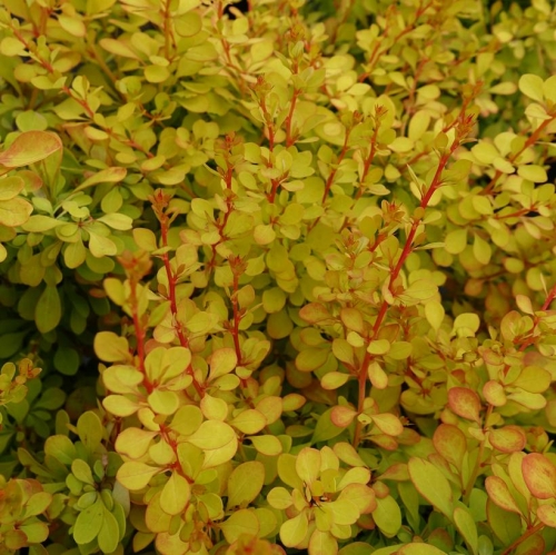 Barberry Aurea Yellow 3G