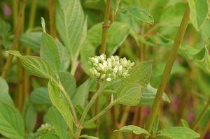 Dogwood Cardinal 3G