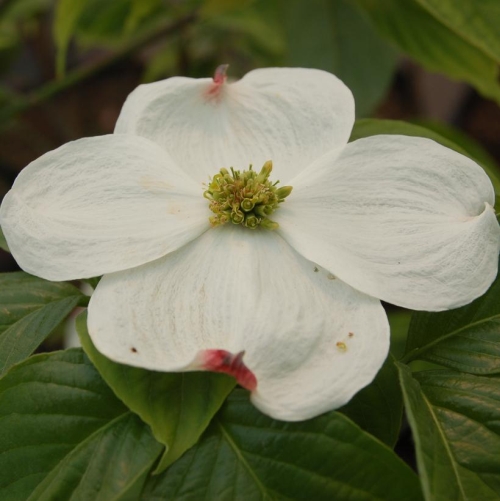 Dogwood Cloud 9 3G