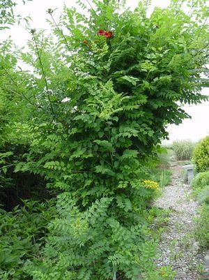 Trumpet Vine 2G